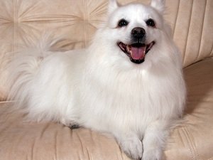 американская эскимосская собака