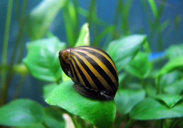 Тигровая улитка в аквариуме
