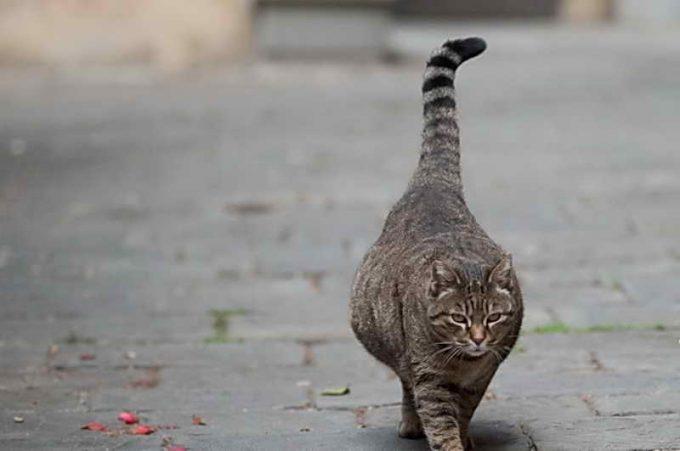 беременная кошка дышит свежим воздухом