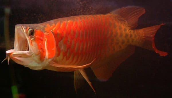 Арована читайте статью