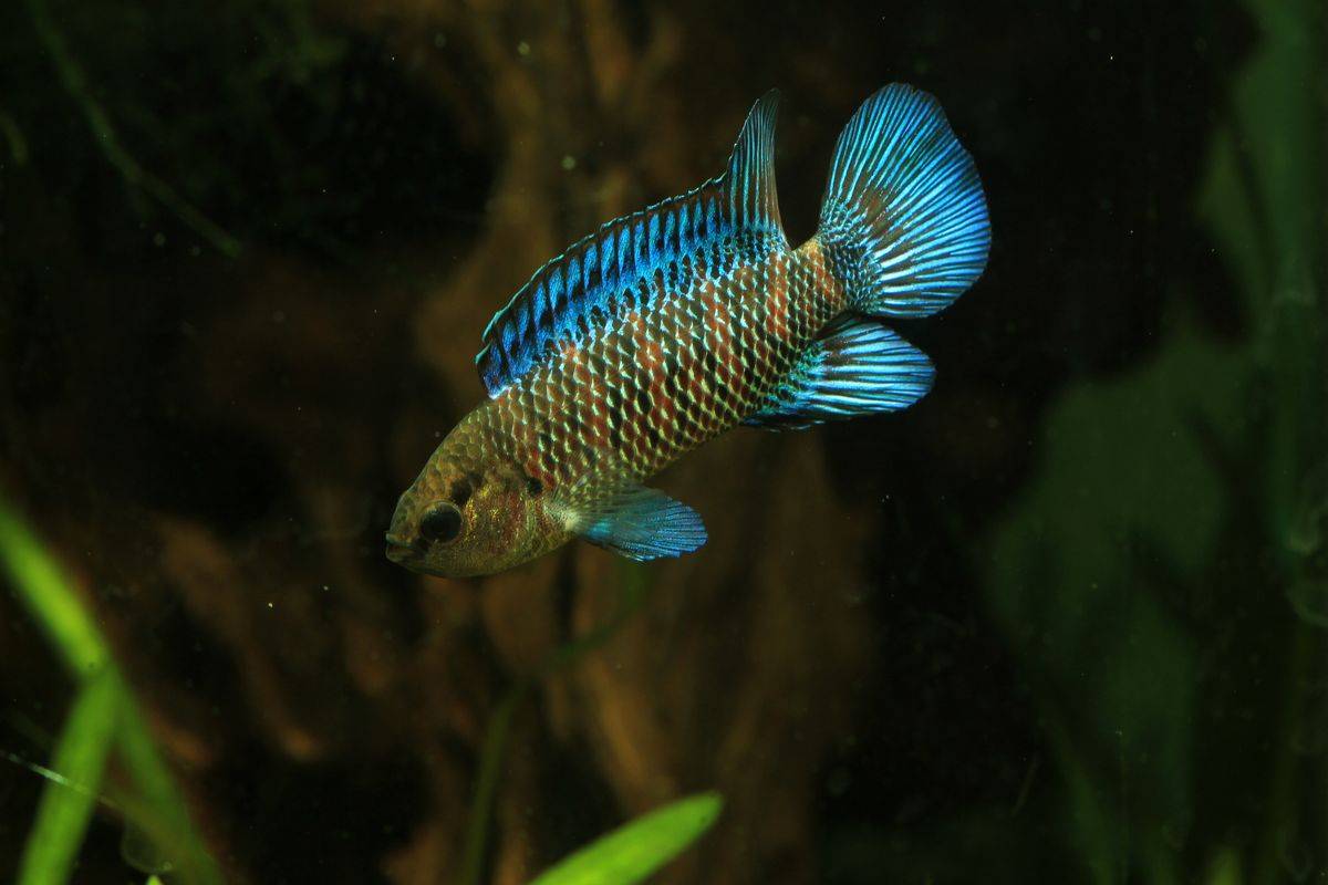 Рыбка хамелеон в аквариуме