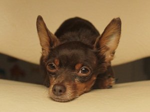 русский черный терьер описание породы