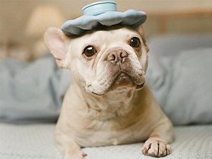 нормальная температура у собак мелких пород