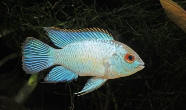 Голубая акара читайте статью