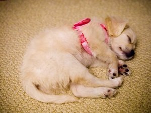 понос и рвота у собаки что делать