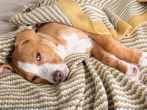 озноб у собаки