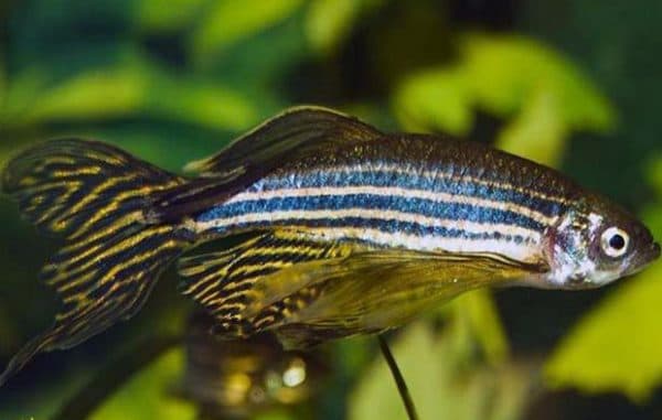 Данио рерио красивая рыбка