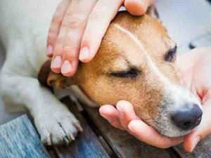 признаки чумки у собак