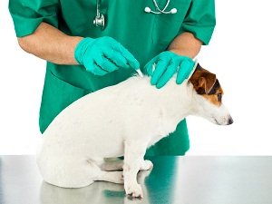 капли от блох и клещей для собак