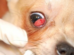 конъюнктивит у собак лечение в домашних условиях