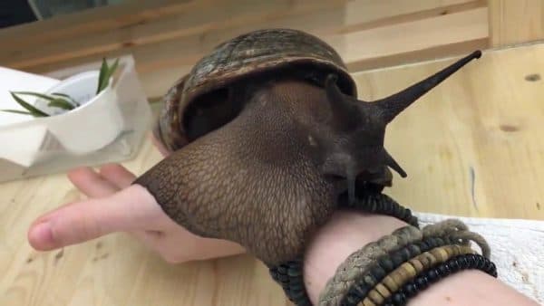 Ахатина улитка