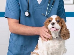 вирусный энтерит у собак