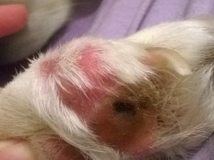 межпальцевая пиодермия у собак