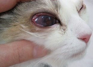 Конъюнктивит