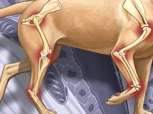 пателла у собак что это