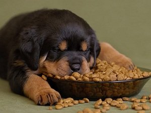 купить корм для собак