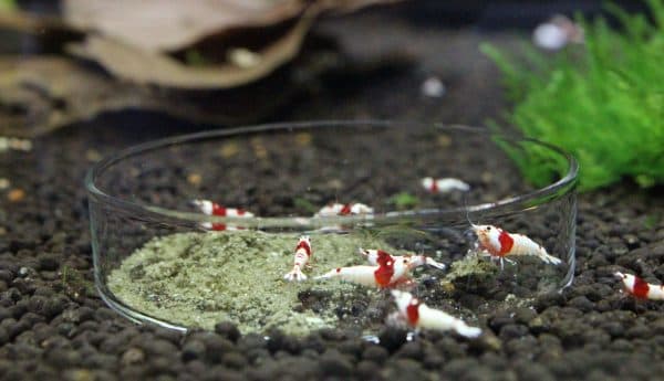 Чем кормить аквариумных креветок