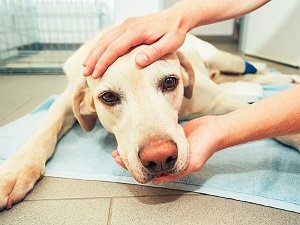 после родов у собаки судороги