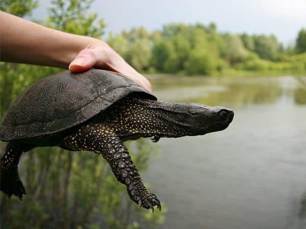 Прекрасная европейская болотная черепаха