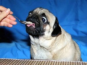 какую кашу варить собаке