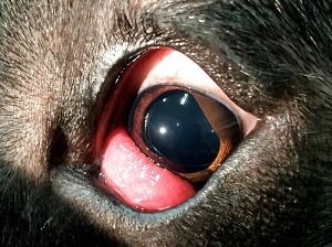 третье веко у собаки воспаление