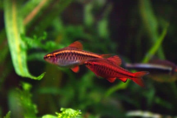 Прекрасный вишневый барбус