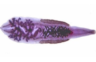 Возбудитель описторхоза