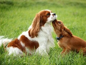 кавалер кинг чарльз спаниель цена