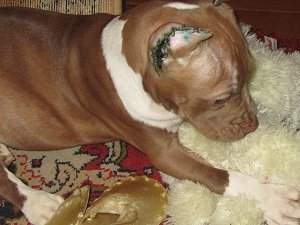 купирование ушей у собак цена