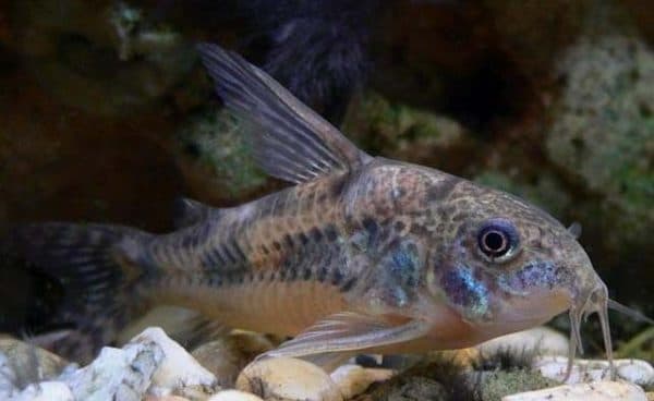 Коридорас сомик читайте статью