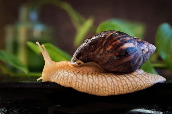 Ахатина улитка в аквариуме