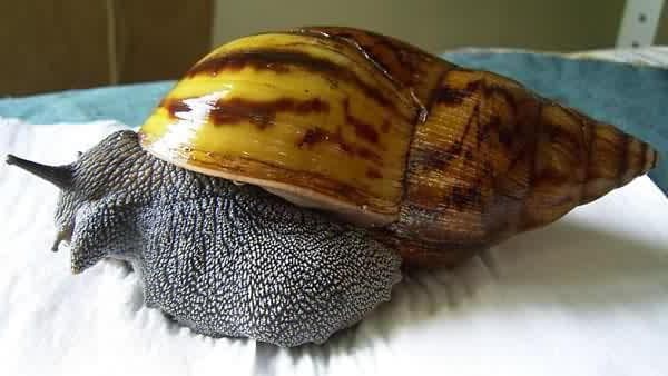 Улитка Ахатина. Содержание, разведение, совместимость, фото и видео.