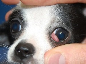 воспаление третьего века у щенка