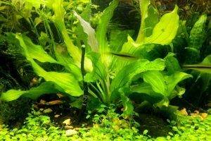 Предназначение аквариумных растений