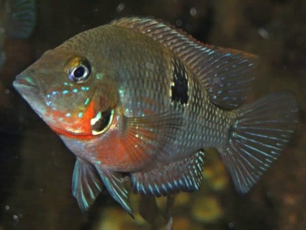 Цихлазома Меека размножение