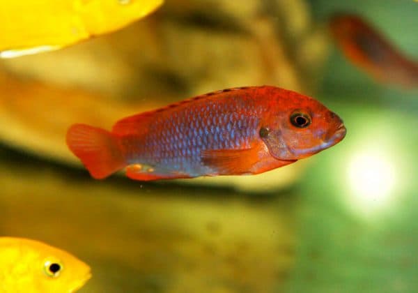 Вопросы питания йодотрофеуса Шпренгера