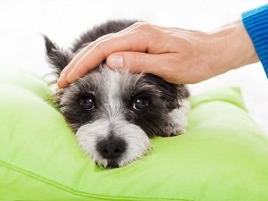 какая температура должна быть у собаки