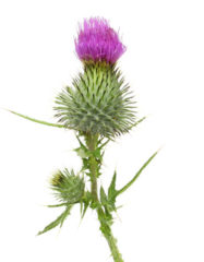 Расторопша