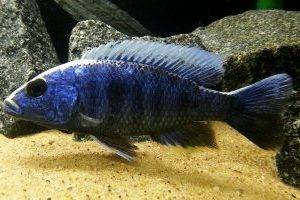 Хаплохромис васильковый – аквариумная рыбка