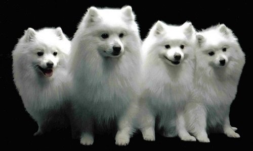 американская эскимосская собака фото