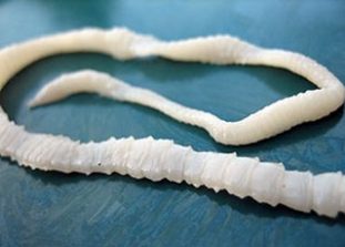 Фото: солитер