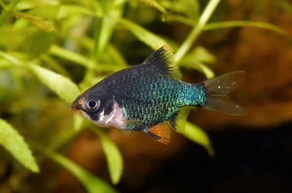 Мшистый барбус описание