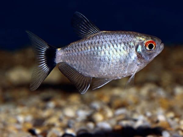 Подробные советы по разведению филомена