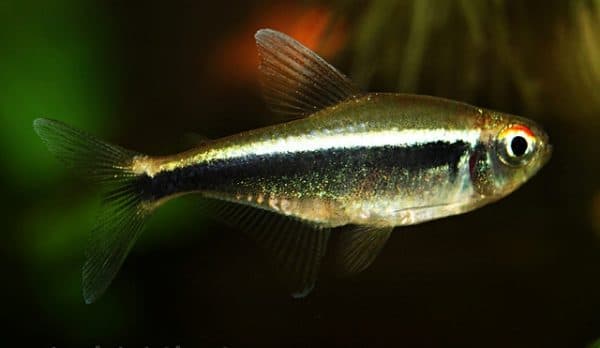 Неон чёрный