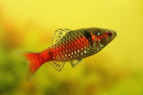 Алый барбус красавец