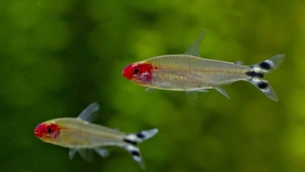 Родостомус содержание