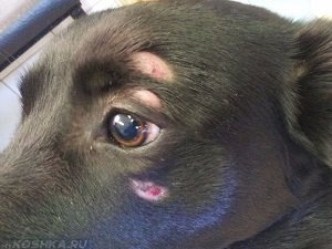 выпадает шерсть у собаки у глаза