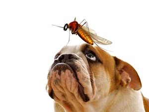 дирофиляриоз у собак фото