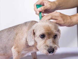 как избавиться от блох у собаки