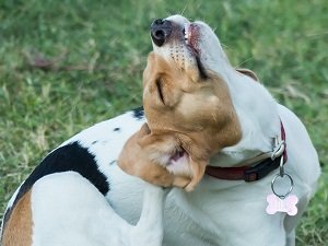отит у собаки лечение в домашних условиях